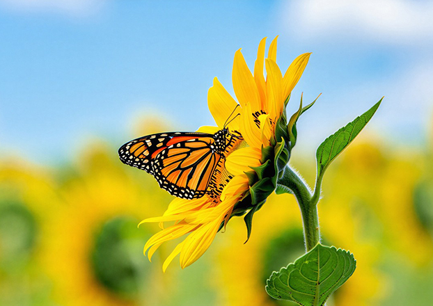 Préparez vos remplacements d'été avec les missions temporaires !